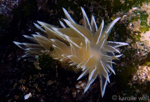 Frosted Nudibranch, Dirona  albolineata