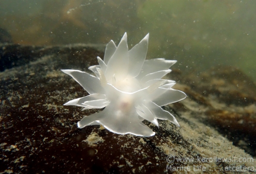 Alabaster Nudibranch