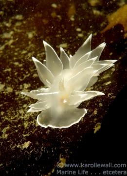 White-lined Dirona