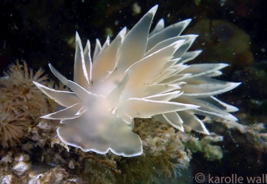 Alabaster Nudibranch