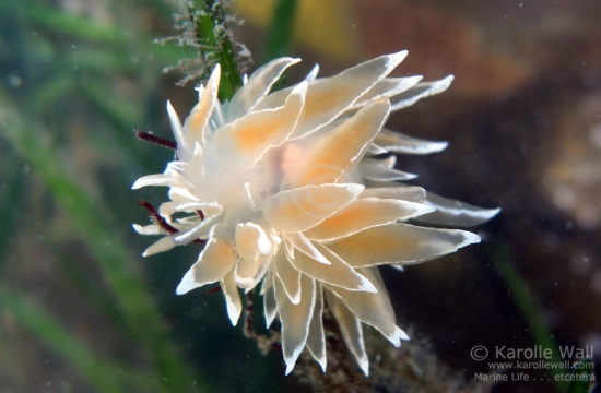 Dirona albolineata