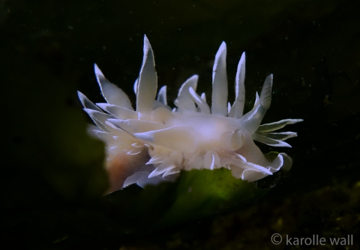 White-lined Dirona