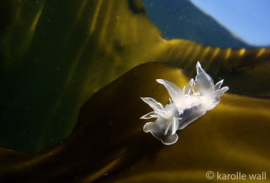 Alabaster Nudibranch on Kelp