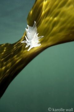 White-lined Dirona