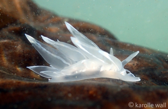 Frosted Nudibranch