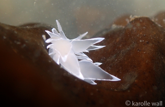 Dirona albolineata