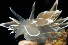 Dirona albolineata Dirona albolineata