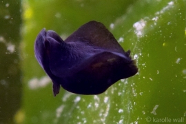 Albatross Aglaja, Diomedes Aglaja, Albatross Aglaja, Diomedes Aglaja,