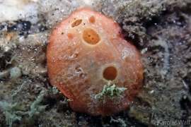 Aldisa pikokai Aldisa pikokai