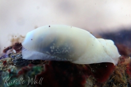 Aliculastrum debile Aliculastrum debile