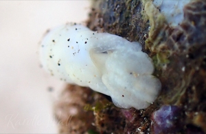 Aliculastrum debile