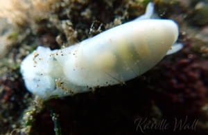 Aliculastrum debile