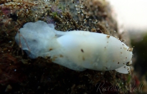 Aliculastrum debile