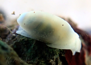 Aliculastrum debile