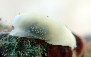 Aliculastrum debile
