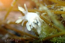 Ancula Gibbosa Ancula Gibbosa