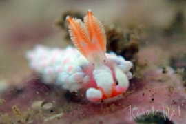 Babakina indopacifica rhinophores Babakina indopacifica rhinophores