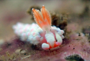 Babakina indopacifica rhinophores