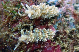 Baeolidia moebii Baeolidia moebii