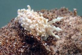 Bulbaeolidia paulae Bulbaeolidia paulae