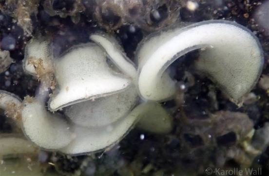 Onchidoris bilamellata Eggs