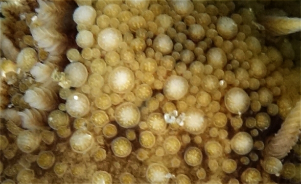Two Barnacle Nudibranchs