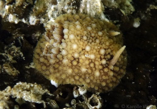 Onchidoris bilamellata