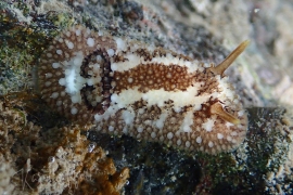 Onchidoris bilamellata Onchidoris bilamellata