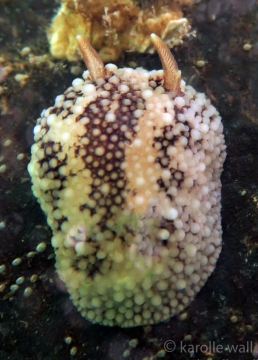 Barnacle Nudibranch