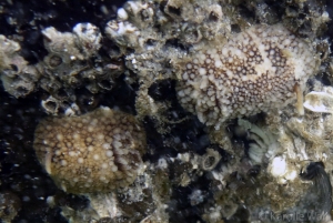 Two Barnacle Nudibranchs