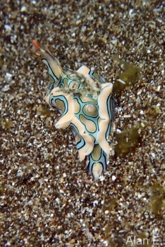Batwing Slug