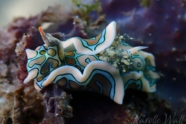 Batwing Sea Slug, Sagaminopteron Psychedelicum Batwing Sea Slug, Sagaminopteron Psychedelicum