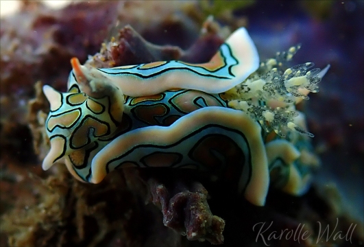 Batwing Sea Slug, Sagaminopteron Psychedelicum