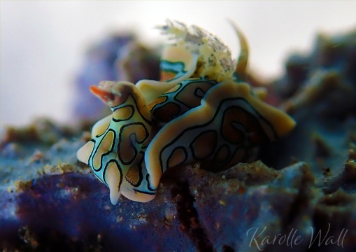 Batwing Sea Slug,  Siphon