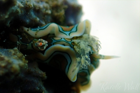Batwing Sea Slug, Sagaminopteron Psychedelicum