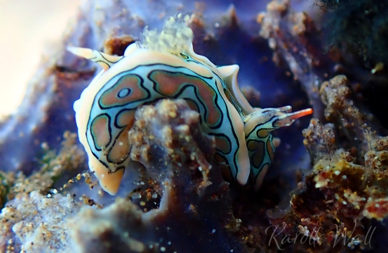 Batwing Sea Slug, Sagaminopteron Psychedelicum