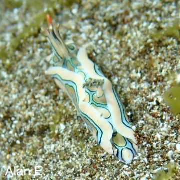 Batwing Sea Slug