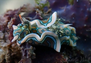 Batwing Sea Slug, Sagaminopteron Psychedelicum