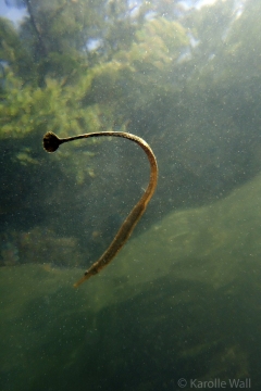 Mating Pipefish