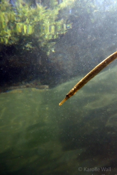 Solo Pipefish at Surface