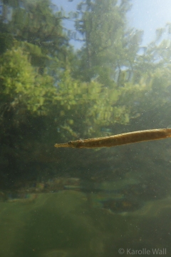 Pipefish in Sky and Forest