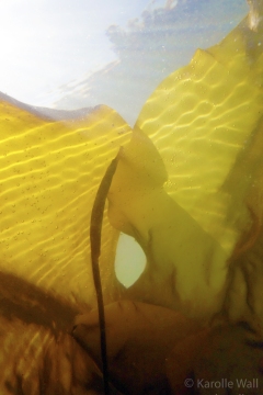 Pipefish in the Kelp