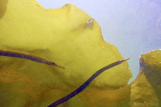 Pipefish in the Kelp