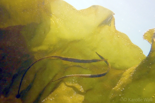 Pipefish in the Kelp Mating