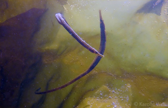 Pipefish in the Kelp Mating