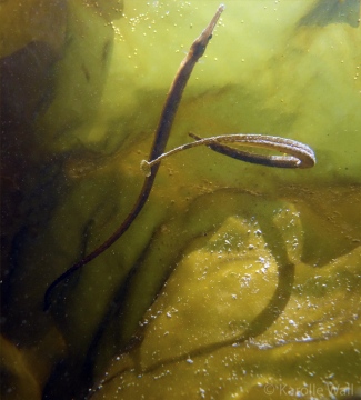 Pipefish in the Kelp Mating