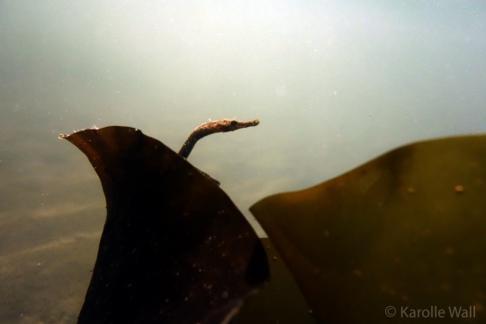 Pipefish in the Kelp Mating