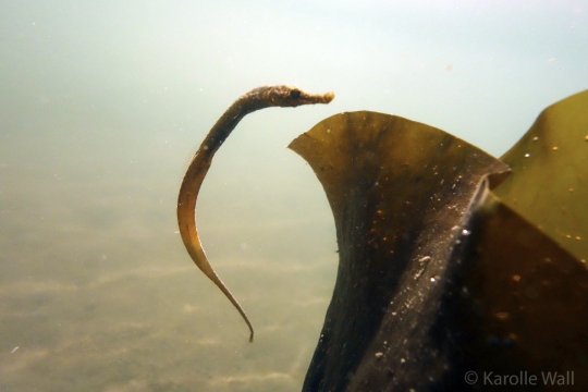 Pipefish in the Kelp Mating