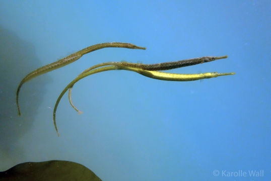 Mating Pipefish