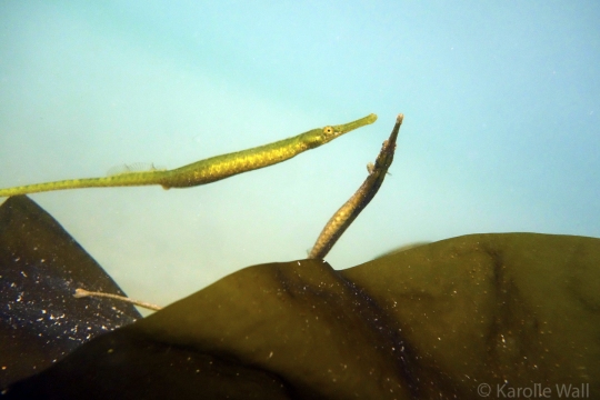 Mating Pipefish